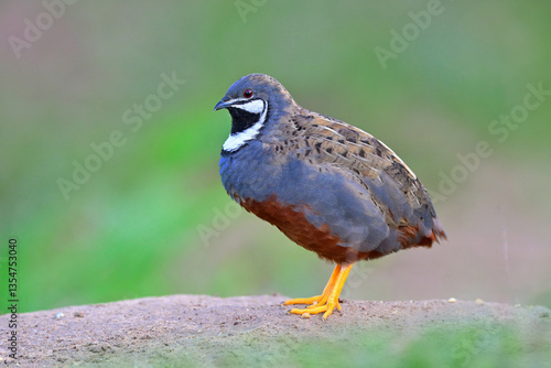 beautiful and proud of colorful bird standing on sand dune over green grass, male blue-breasted or king quail