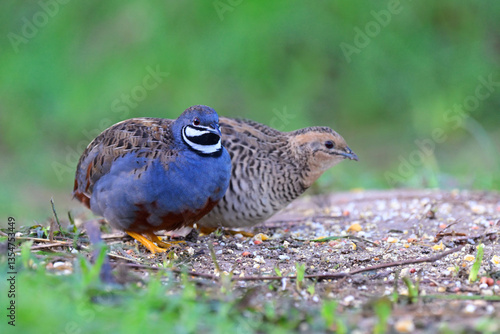 birds in mating day, beautiful male and female of blue-breasted quail sitting together while foraging in early morning
