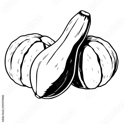Hand-Drawn Illustration of a Plump Curved Squash or Gourd in Black and White Linework