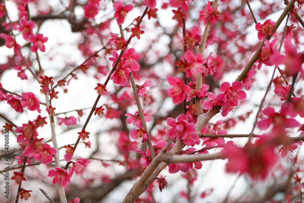 大阪城公園にて美しく咲く梅の花 大阪城公園にて美しく咲く梅の花