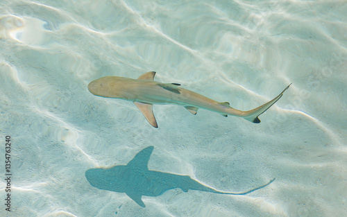Fototapeta Naklejka Na Ścianę i Meble -  Amazing top view of black tip reef shark with shadow at the soft sandy sea bottom. Beautiful nature wildlife closeup. Baby shark in shallow and pristine transparent water in Maldives islands