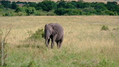 Elephants of Africa