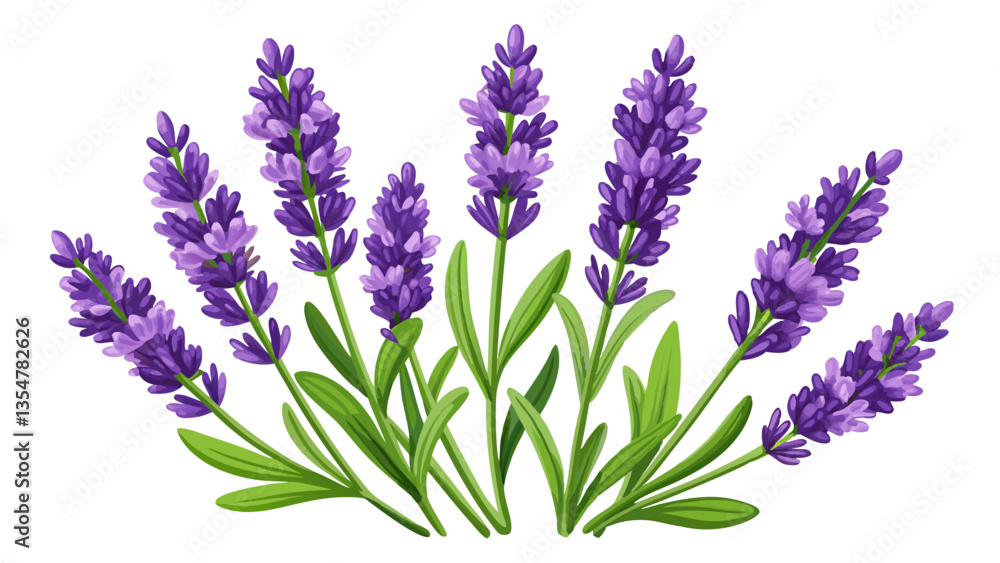 Naklejka premium Lavender flowers isolated on white background