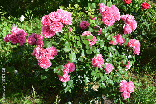 Wallpaper Mural A cluster of vibrant pink roses with lush green leaves, likely in a garden setting. Bright Petals Amongst Foliage Torontodigital.ca