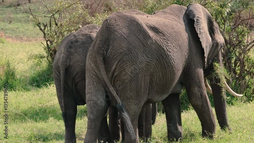 Elephants of Africa
