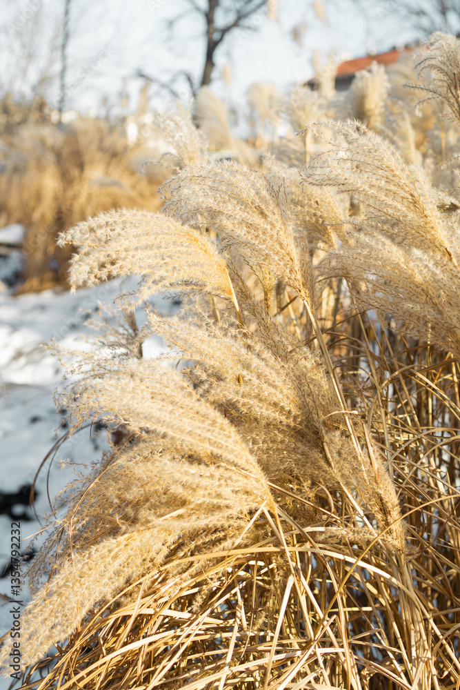 Fototapeta premium Close-up delicate white pampas grass swaying in wind summer, capturing natural beauty texture of ornamental grass in serene, blurred background. Ideal nature and botanical themes. Boho style. 