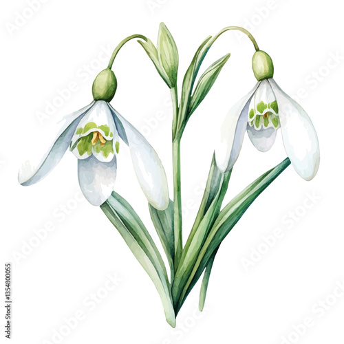 Galanthus Branch, watercolor vector, isolated on a white background.