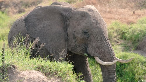 Elephants of Africa