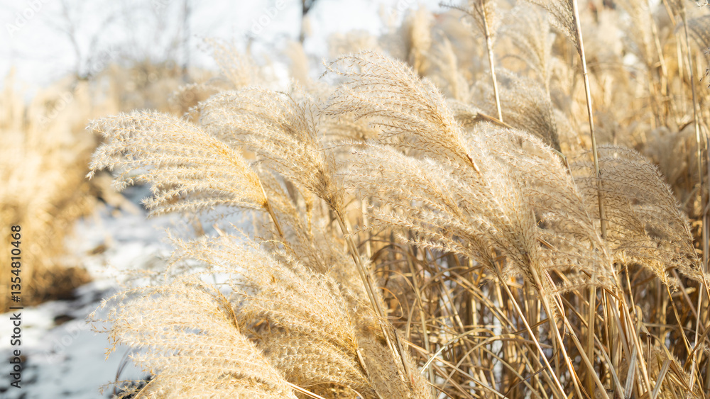 Field with dried tall long grass in the background on the nature in autumn. High quality photo