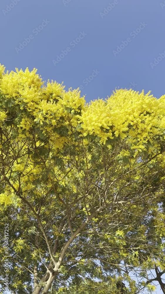 Golden Mimosa Blooms Dancing in the Wind | Tranquil Nature Scene Golden Mimosa Blooms Dancing in the Wind | Tranquil Nature Scene
