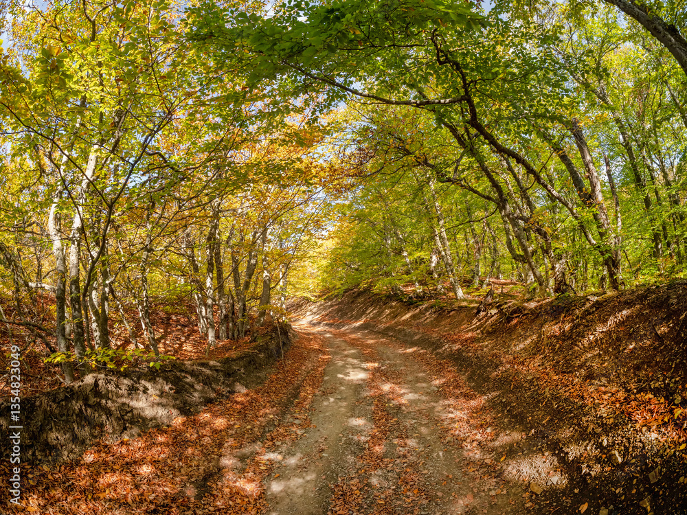 Fototapeta premium Forest autumn dirt road under the arches of trees.