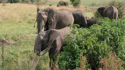 Elephants of Africa