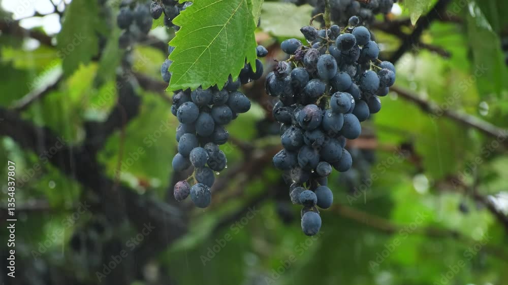 Ripening Grapes on a Rainy Summer Day - Isabella and Concord Varieties. Grapes Growing on a Rainy Summer Day. Raining, rainy weather
Ripening Grapes on a Rainy Summer Day - Isabella and Concord Varieties. Grapes Growing on a Rainy Summer Day. Raining, rainy weather