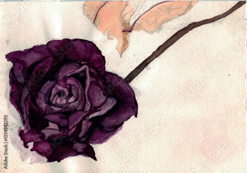 Alte Rose Aquarell