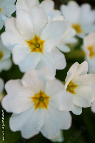 Blooming White Primula, vertical