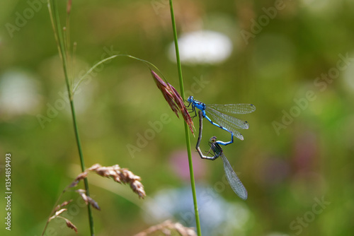A pair of heart-shaped dragonflies enallagma cyathigerum on a grass stem in the mountains of the Southern Urals. Soft focus.