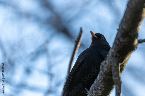 Blackbird on a tree branch. Blackbird among the trees.