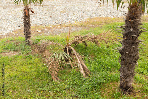 Yellowed palm leaves. Diseased leaves. A young palm tree with diseased withered leaves. Wilting