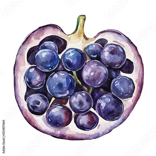 watercolor of Grape Slice, isolated on a white background.