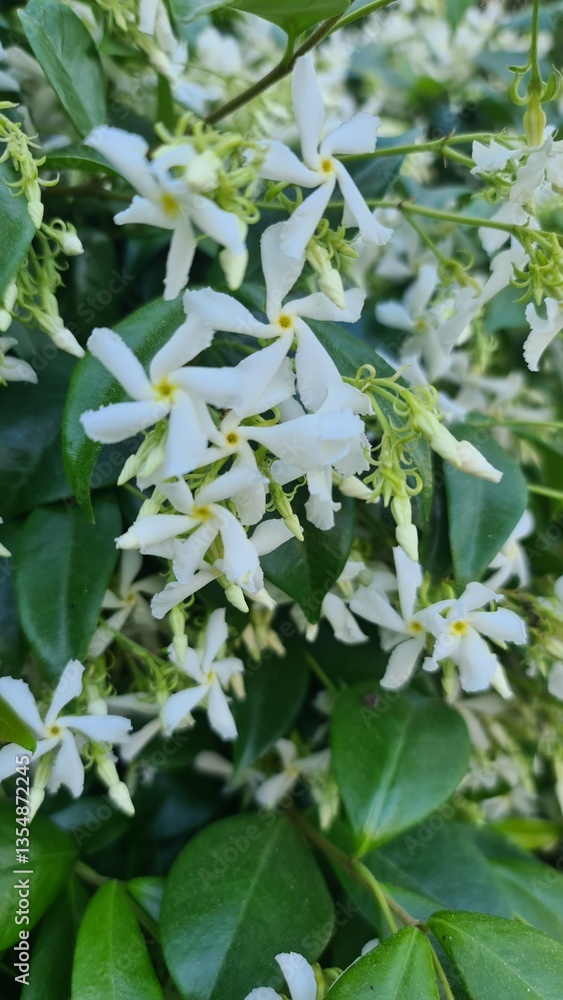 Obraz premium A detailed close-up of delicate white star-shaped flowers in full bloom, surrounded by lush green leaves. The fresh petals and natural setting create a serene and vibrant floral scene