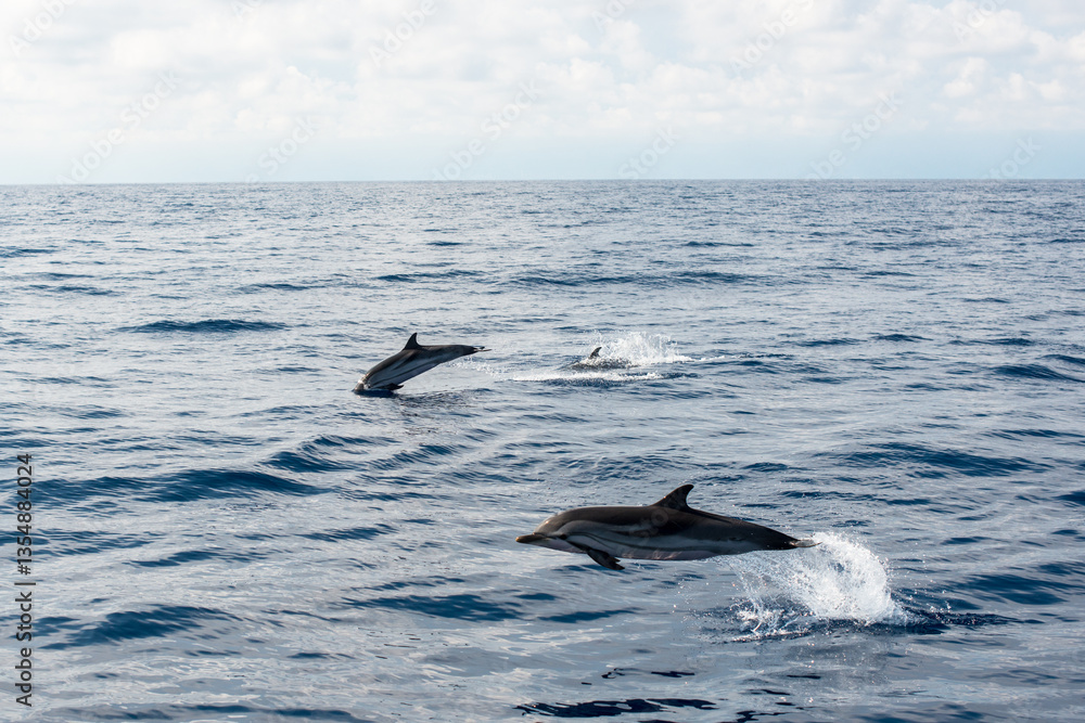 Fototapeta premium Two beautiful dolphins jumping over breaking waves in Liguria