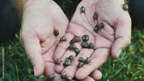 Photos Farmer holding Colorado potato beetles in his hands, facing a potato pest infest