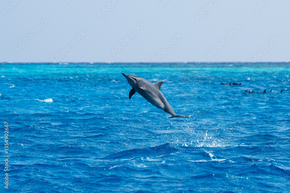 Obraz premium Dolphin jumping in the sea near Maldives island, showcasing their acrobatic spins, graceful swimming, and natural beauty in serene tropical waters.