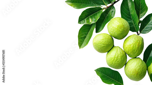 Wallpaper Mural Guava wilt green leaves on white background Torontodigital.ca