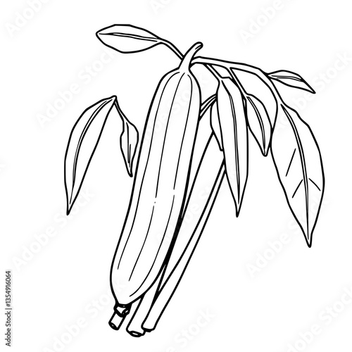 Elegant Line Art Botanical Illustration of Vanilla Bean with Leaves