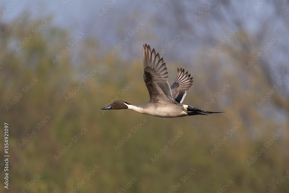 Northern pintail duck in flight against a blurred natural background Northern pintail duck in flight against a blurred natural background