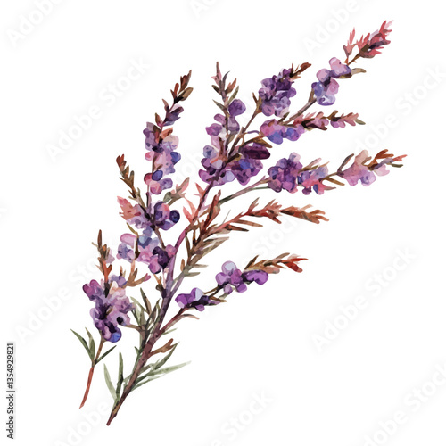 Heather Branch, watercolor vector, isolated on a white background.