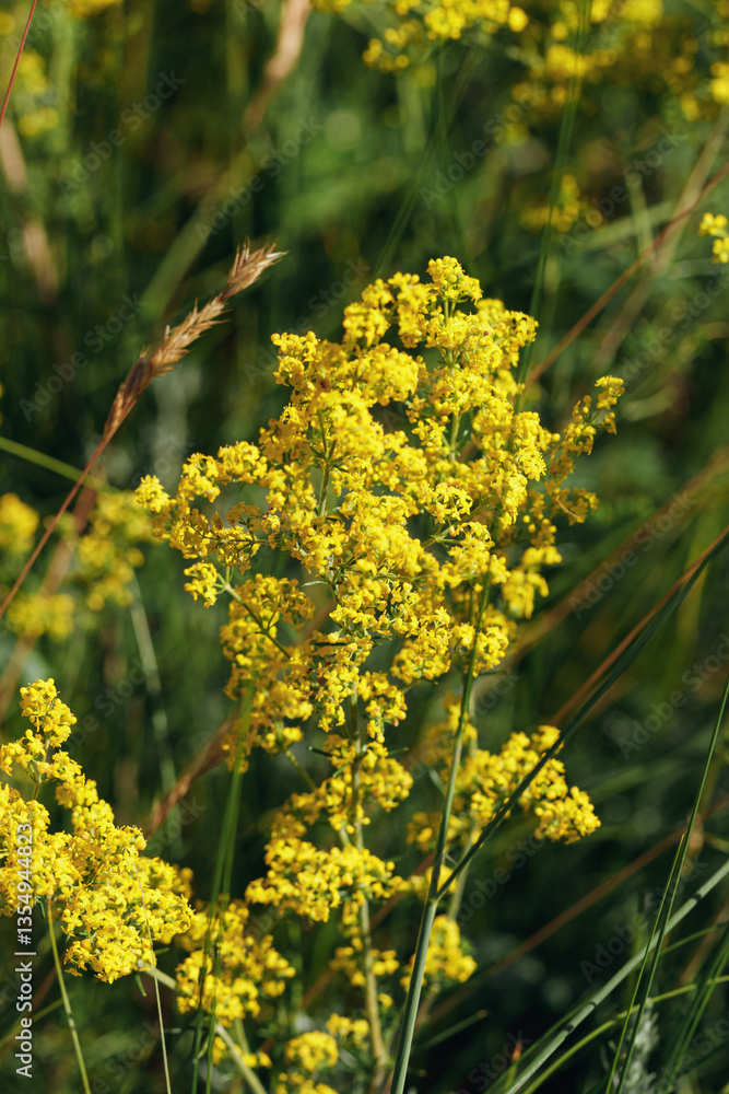 Natural summer grasses and wildflowers at sunlight, meadow herbs and field bloom plants, wild yellow blossom, flower outdoor, nature aesthetic summer vivid scene, wild growth grass, soft focus Natural summer grasses and wildflowers at sunlight, meadow herbs and field bloom plants, wild yellow blossom, flower outdoor, nature aesthetic summer vivid scene, wild growth grass, soft focus