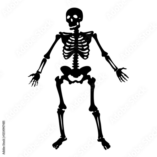 an illustration of a human skeleton in a standing position, showcasing its bones and structure