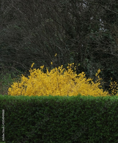 yellow flowers in the park