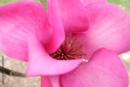 close up of pink flower