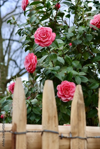 bouquet of roses on the street