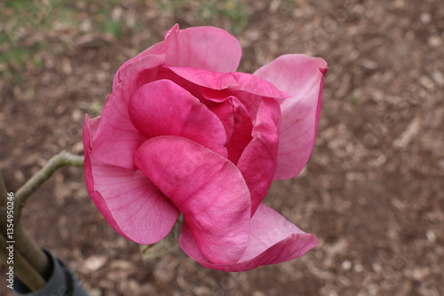 pink tulip flower
