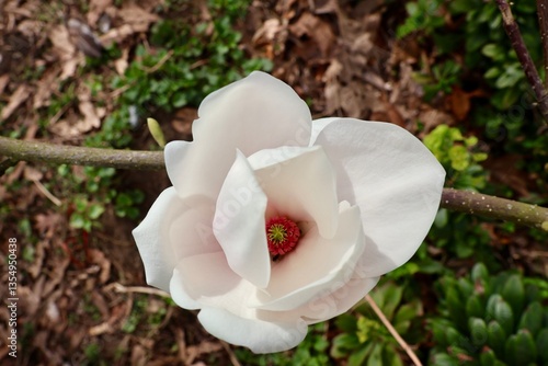 white magnolia flower