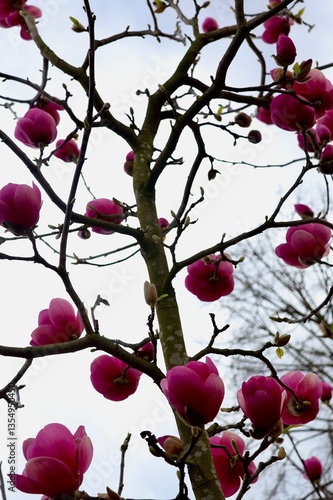 Magnolia tree branches