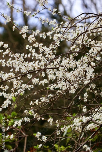 White flowers in the forest