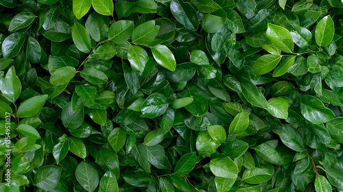 Wallpaper Mural Lush Green Leaves Texture Dense Foliage Natural Background Organic Pattern Torontodigital.ca