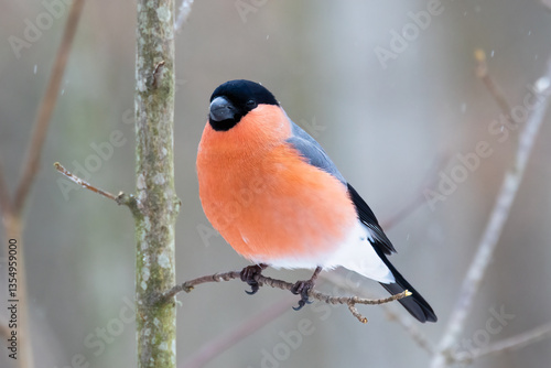 Eurasian bullfinch