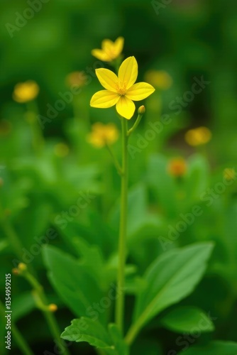 Descripci?n de una planta con flores amarillas en un fondo verde, jard?n, flores, plantas