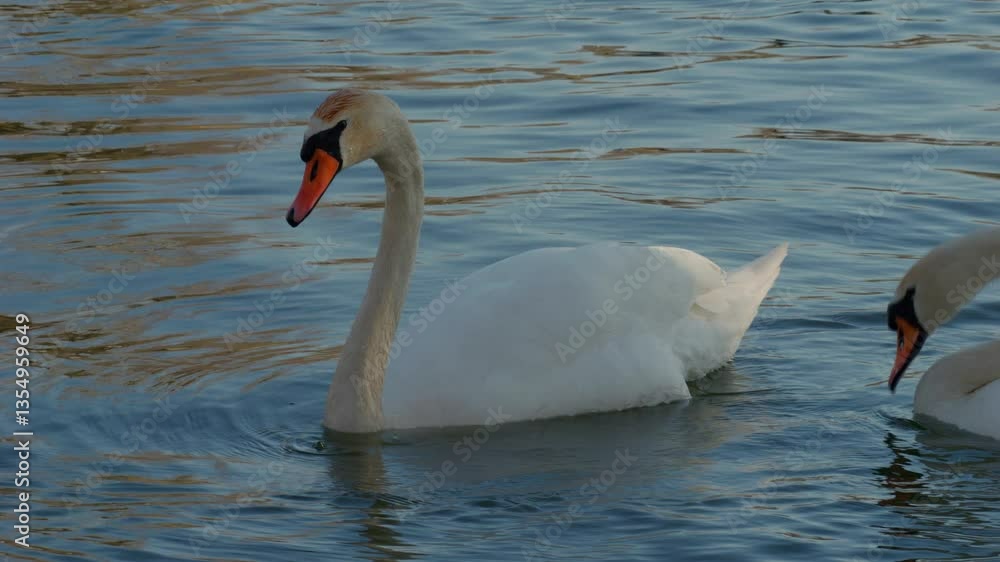 Discovering the Elegant Swans in Serenity Enjoying Peaceful and Calm Water Moments Discovering the Elegant Swans in Serenity Enjoying Peaceful and Calm Water Moments