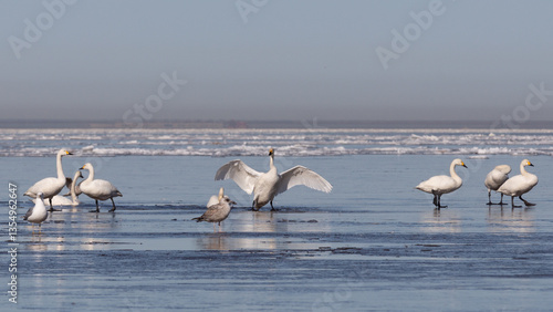 Swans resting in a thawed patch in the Gulf of Finland and a swan flapping its wings nearby.