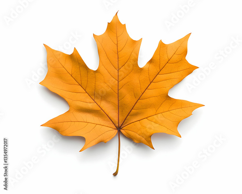 Wallpaper Mural Single, vibrant amber maple leaf isolated on white Torontodigital.ca