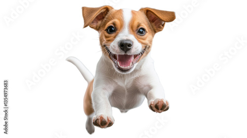 jack russell terrier puppy on white background