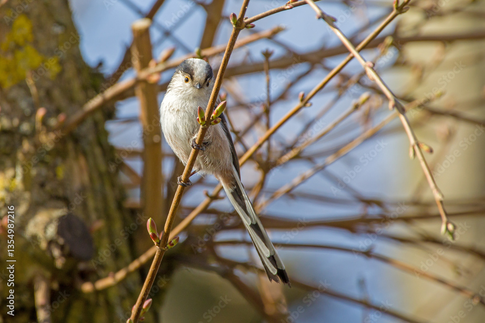 Obraz premium a long-tailed tit on a branch with buds in the sunshine in a tree