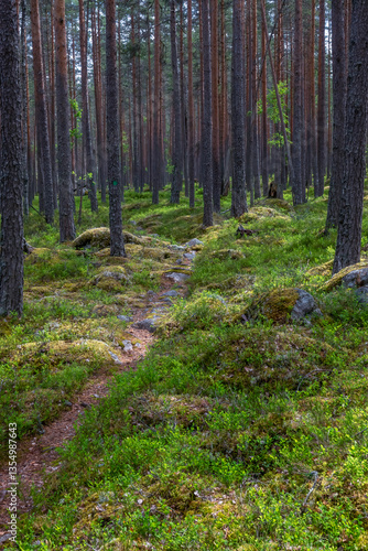 Old forest in a nature reserve