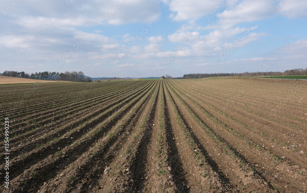 Erste Aussaht auf dem Acker nach dem Winter im März. Ackerbau Agrikultur in der Schweiz. Landwirtschaft bei Frühlingsbeginn. Ackerbau Erste Aussaht auf dem Acker nach dem Winter im März. Ackerbau Agrikultur in der Schweiz. Landwirtschaft bei Frühlingsbeginn. Ackerbau